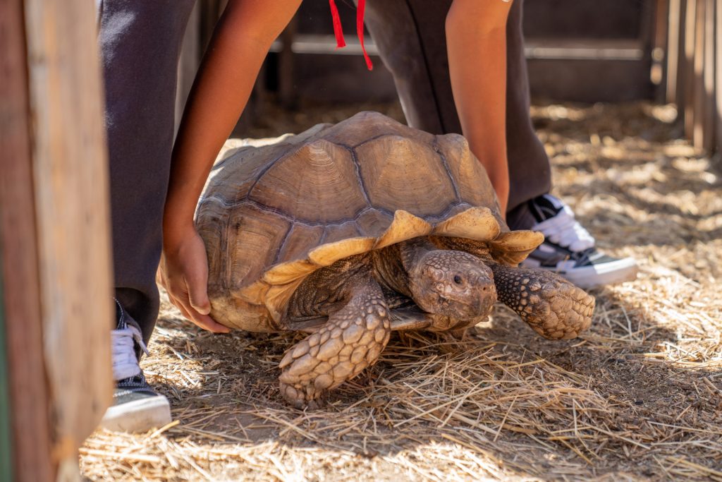 lifting up large tortoise