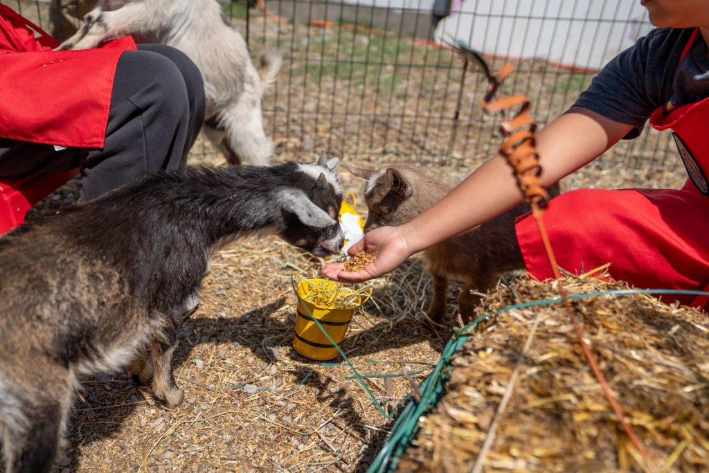hand feeding goats