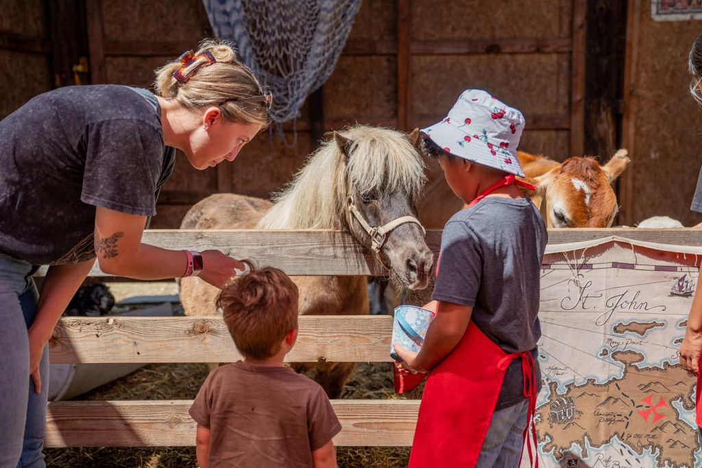 hand feeding small horses