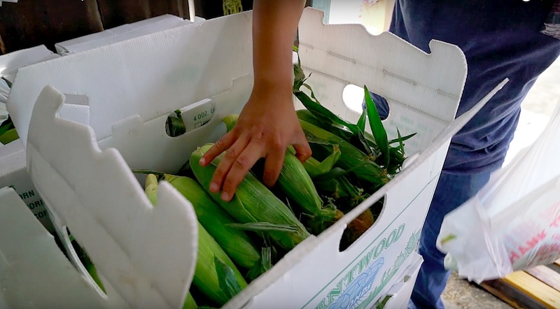 Handing taking out corn