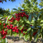 Cherries on tree