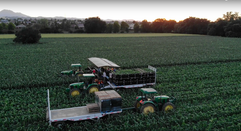 corn farm harvesting