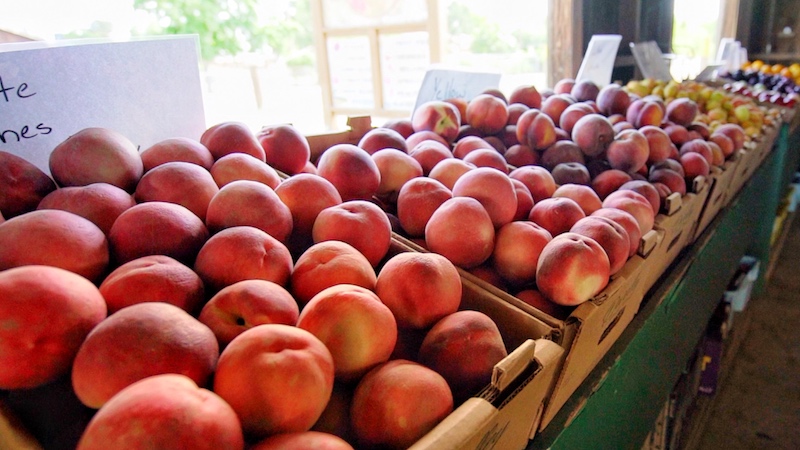 nectarines being sold at farm stand