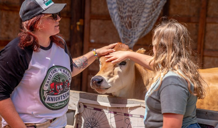 Girl petting a cow