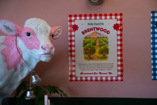 Sign next to their pink cow statue about U-Pick farms in Brentwood